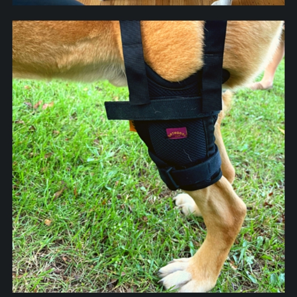 Acl Ccl brace left knee for dog